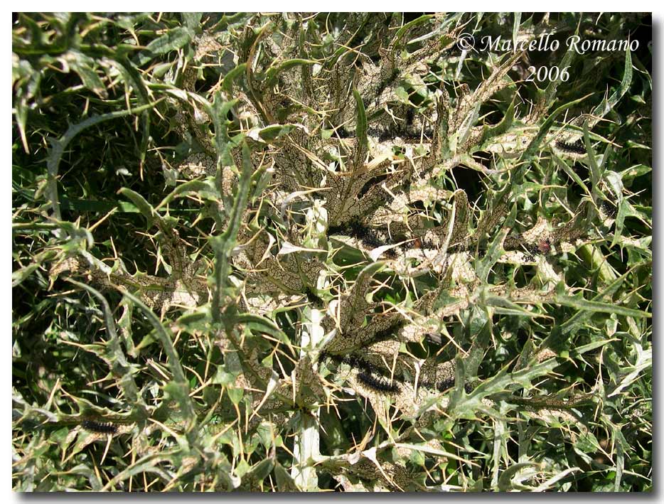 Bruco, crisalide e adulti di Melitaea aetherie (Nymphalidae)